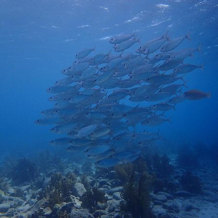 Villa Gobernador Bonaire Playa Esterno foto